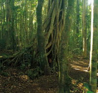 Tullawallal circuit - Accommodation Daintree