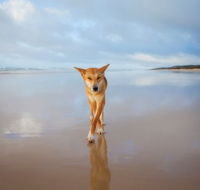 Fraser Island Adventure Tours - Accommodation Daintree