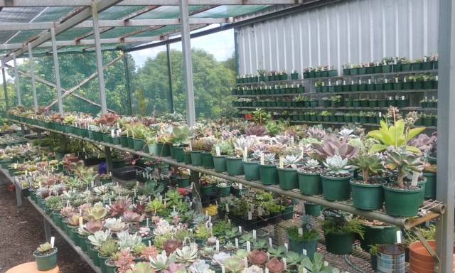 Wollongbar NSW Accommodation Daintree