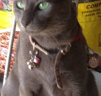 Pets and Saddles - Accommodation Daintree