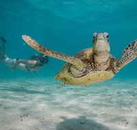 Turtle Eco Adventure Tour in Exmouth - Accommodation Daintree