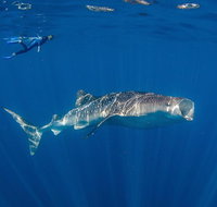 Private Whale Shark or Humpback Whale Swimming Tour - Accommodation Daintree