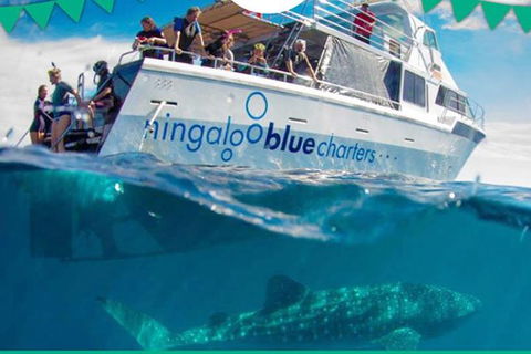 Swim With Whale Sharks- The Largest Fish In The World! - Accommodation Daintree 1