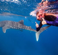Swim with Whale Sharks- the largest fish in the world - Accommodation Daintree