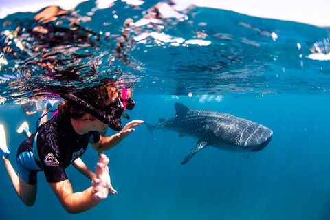 Swim With Whale Sharks- The Largest Fish In The World! - Accommodation Daintree 20
