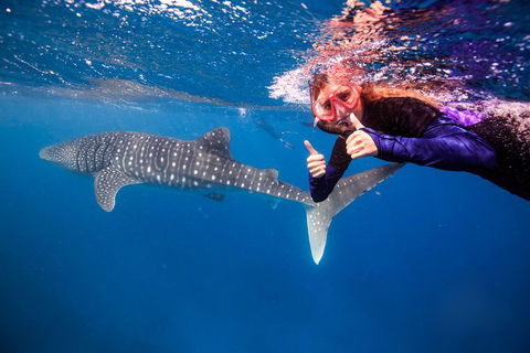 Swim With Whale Sharks- The Largest Fish In The World! - Accommodation Daintree 29