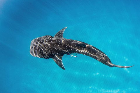 Swim With Whale Sharks- The Largest Fish In The World! - Accommodation Daintree 22