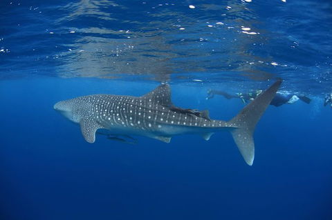 Swim With Whale Sharks- The Largest Fish In The World! - Accommodation Daintree 3