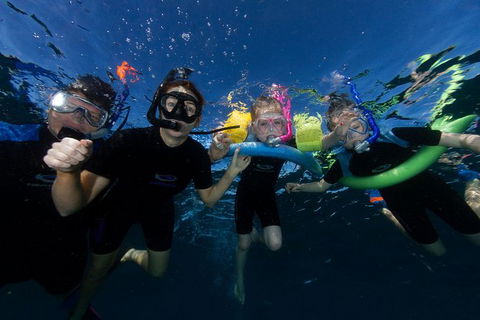 Swim With Whale Sharks- The Largest Fish In The World! - Accommodation Daintree 9