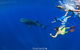 Swim With Whale Sharks- The Largest Fish In The World! - thumb 36