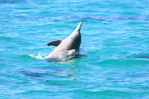 Swim With Whale Sharks- The Largest Fish In The World! - Accommodation Daintree 28