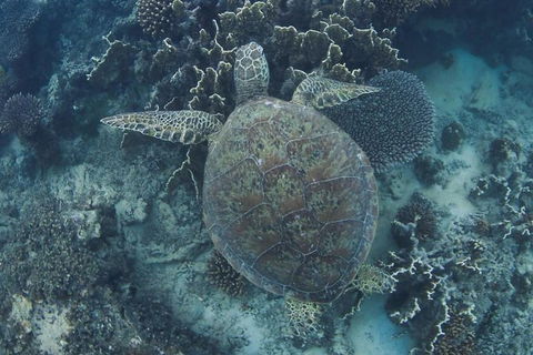 Swim With Whale Sharks- The Largest Fish In The World! - Accommodation Daintree 10