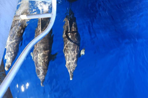 Swim With Whale Sharks- The Largest Fish In The World! - Accommodation Daintree 39