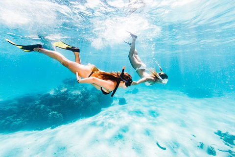 Swim With Whale Sharks- The Largest Fish In The World! - Accommodation Daintree 21