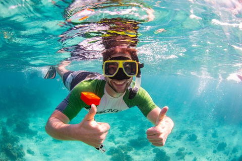 Swim With Whale Sharks- The Largest Fish In The World! - Accommodation Daintree 23