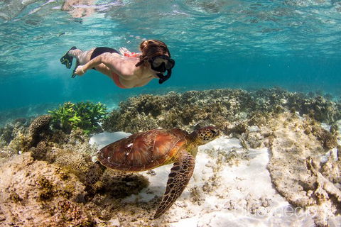 Swim With Whale Sharks- The Largest Fish In The World! - Accommodation Daintree 25