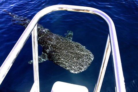 Swim With Whale Sharks- The Largest Fish In The World! - Accommodation Daintree 16