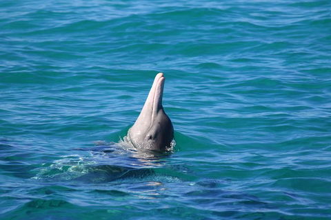 Swim With Whale Sharks- The Largest Fish In The World! - Accommodation Daintree 24