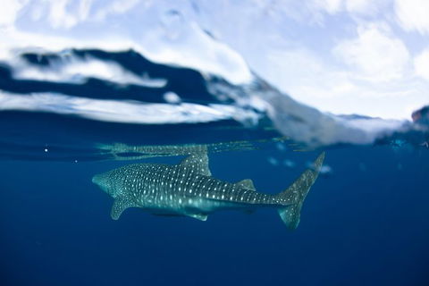 Swim With Whale Sharks- The Largest Fish In The World! - Accommodation Daintree 17