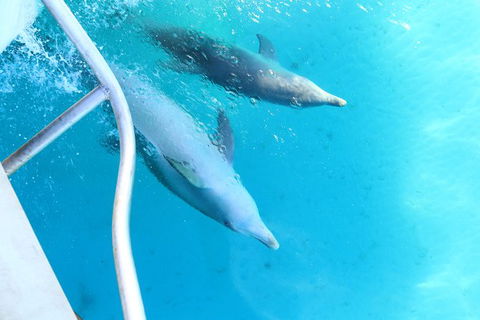 Swim With Whale Sharks- The Largest Fish In The World! - Accommodation Daintree 40