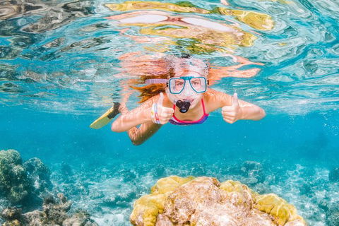 Swim With Whale Sharks- The Largest Fish In The World! - Accommodation Daintree 38