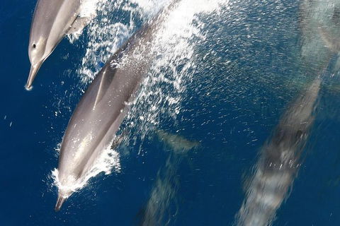 Swim With Whale Sharks- The Largest Fish In The World! - Accommodation Daintree 13