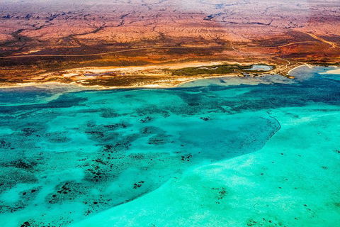 Swim With Whale Sharks- The Largest Fish In The World! - Accommodation Daintree 43