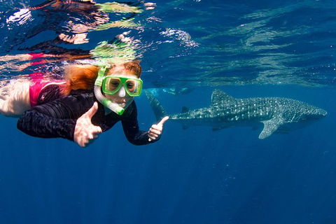 Swim With Whale Sharks- The Largest Fish In The World! - Accommodation Daintree 2