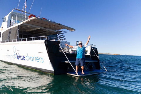 Swim With Whale Sharks- The Largest Fish In The World! - Accommodation Daintree 41