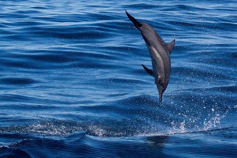 Swim With Whale Sharks- The Largest Fish In The World! - Accommodation Daintree 44