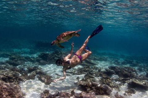 Swim With Whale Sharks- The Largest Fish In The World! - Accommodation Daintree 11