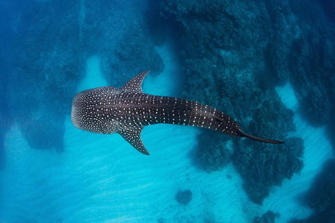 Swim With Whale Sharks- The Largest Fish In The World! - Accommodation Daintree 14