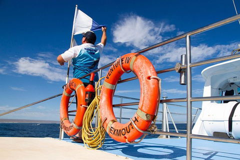 Swim With Whale Sharks- The Largest Fish In The World! - Accommodation Daintree 33