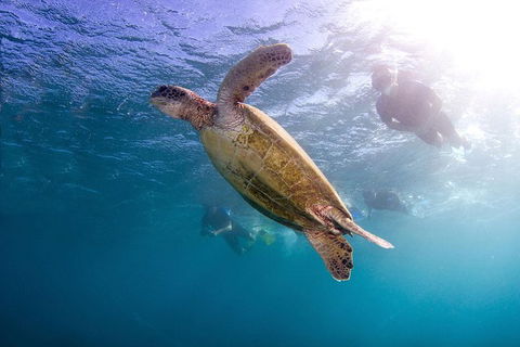 Swim With Whale Sharks- The Largest Fish In The World! - Accommodation Daintree 27