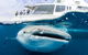 Swim With Whale Sharks- The Largest Fish In The World! - thumb 34