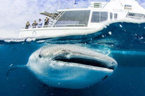 Swim With Whale Sharks- The Largest Fish In The World! - Accommodation Daintree 34