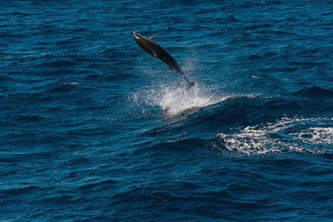 Swim With Whale Sharks- The Largest Fish In The World! - Accommodation Daintree 31