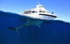 Swim With Whale Sharks- The Largest Fish In The World! - thumb 26