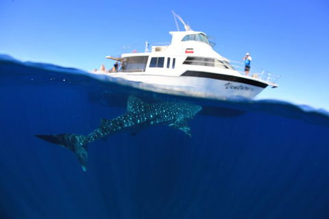 Swim With Whale Sharks- The Largest Fish In The World! - Accommodation Daintree 26