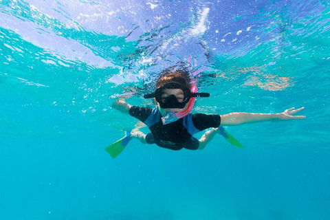 Swim With Whale Sharks- The Largest Fish In The World! - Accommodation Daintree 19