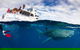 Swim With Whale Sharks- The Largest Fish In The World! - thumb 35