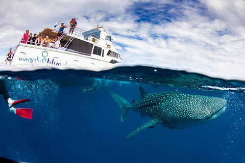 Swim With Whale Sharks- The Largest Fish In The World! - Accommodation Daintree 35