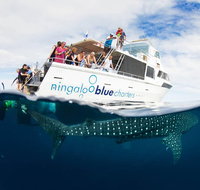 VIP luxury chartered escapes exploring the reef at your own pace - Accommodation Daintree
