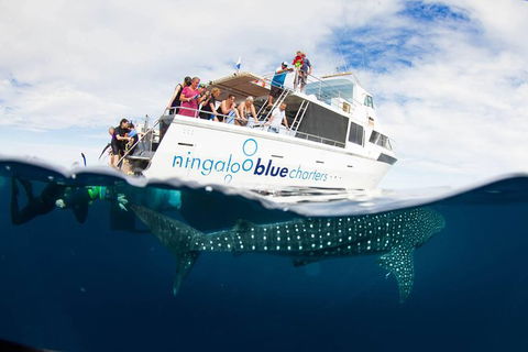 VIP Luxury Chartered Escapes, Exploring The Reef At Your Own Pace - Accommodation Daintree 0