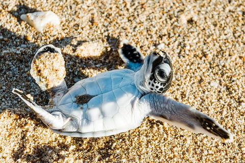 VIP Luxury Chartered Escapes, Exploring The Reef At Your Own Pace - Accommodation Daintree 38