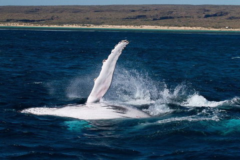 VIP Luxury Chartered Escapes, Exploring The Reef At Your Own Pace - Accommodation Daintree 7