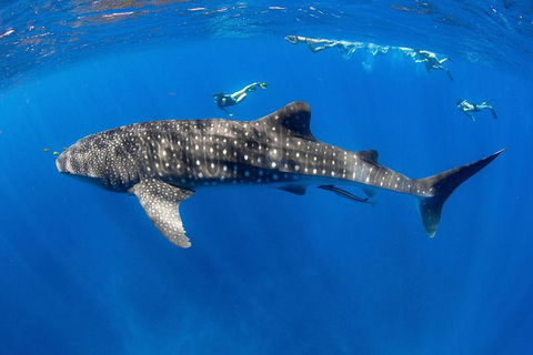 VIP Luxury Chartered Escapes, Exploring The Reef At Your Own Pace - Accommodation Daintree 27