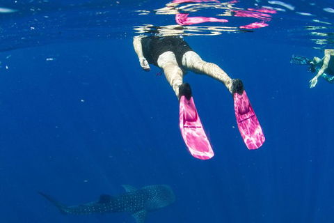 VIP Luxury Chartered Escapes, Exploring The Reef At Your Own Pace - Accommodation Daintree 49