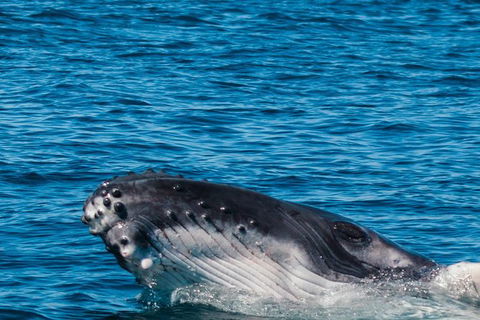 VIP Luxury Chartered Escapes, Exploring The Reef At Your Own Pace - Accommodation Daintree 14