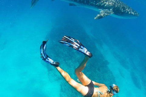 VIP Luxury Chartered Escapes, Exploring The Reef At Your Own Pace - Accommodation Daintree 26